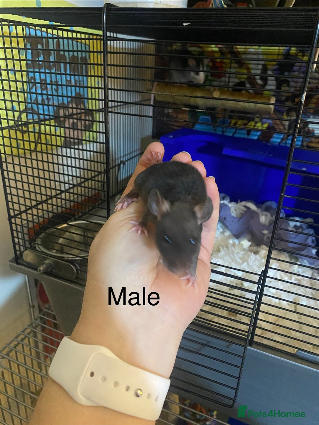 Rat rodents for sale: Baby Rats Male & Female - Image 4