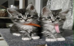 Maine Coon cats for sale: 4 Maine Coon kittens  - Image 1