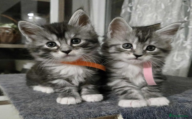Maine Coon cats - Advert 1