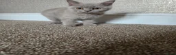British Shorthair cats for sale: British Shorthair Kitten in Blackburn - Advert 6