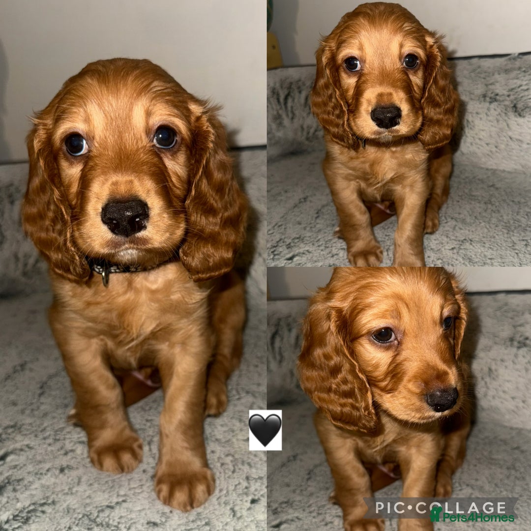 Cockapoo dogs for sale: Stunning F2 cockapoo pups  - Advert 4