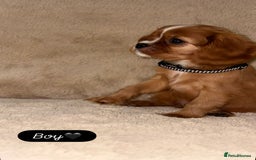 Cavalier King Charles Spaniel dogs for sale: King Charles Cavalier Puppies  - Image 9