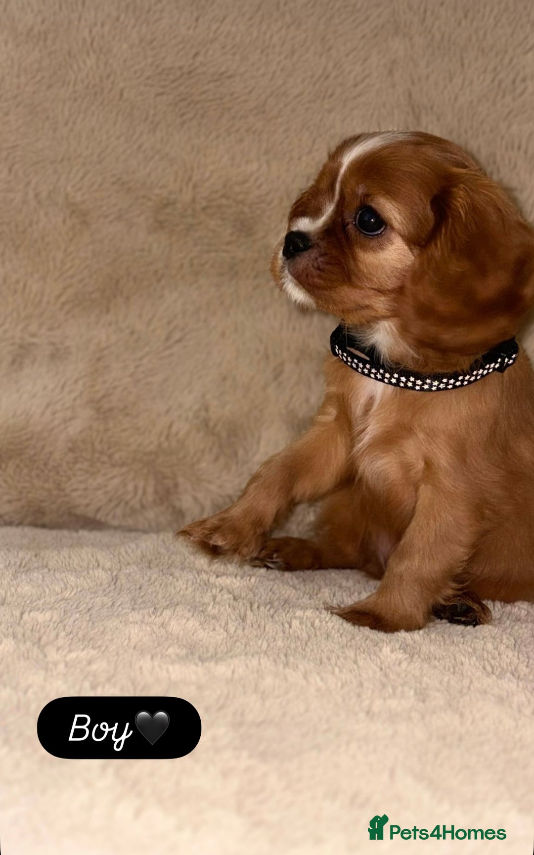 Cavalier King Charles Spaniel dogs for sale: King Charles Cavalier Puppies  - Image 9