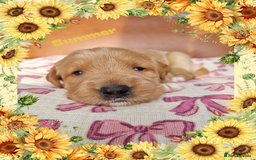 Australian Labradoodle dogs for sale: Stunning red F1b Australian Labradoodle puppies  - Image 6
