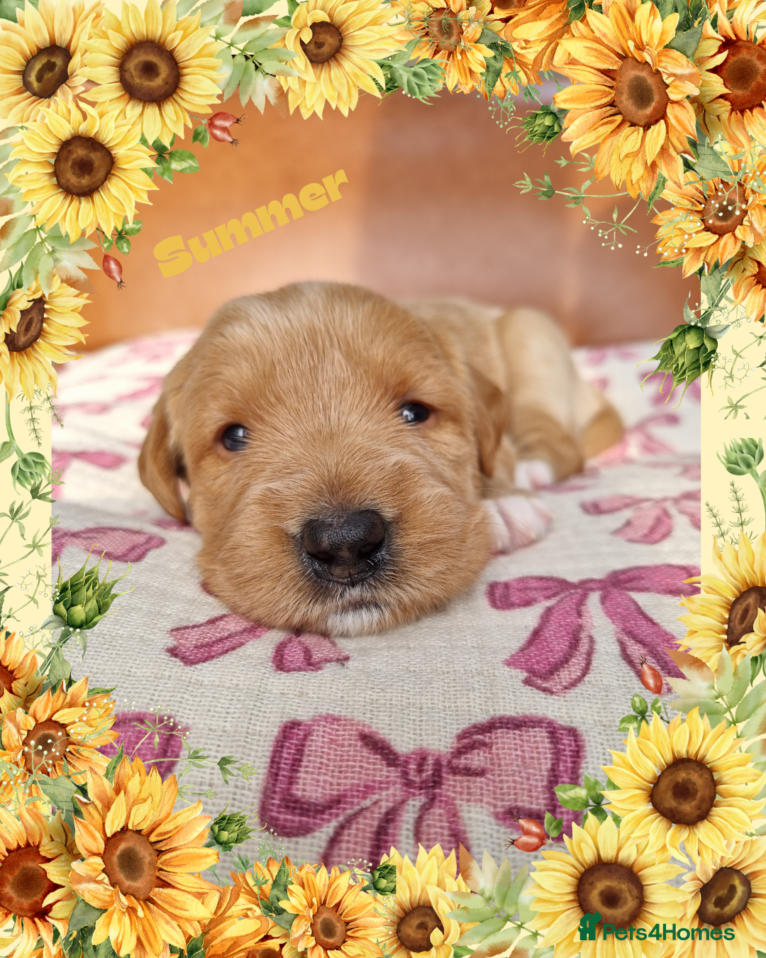 Australian Labradoodle dogs for sale: Stunning red F1b Australian Labradoodle puppies  - Image 6
