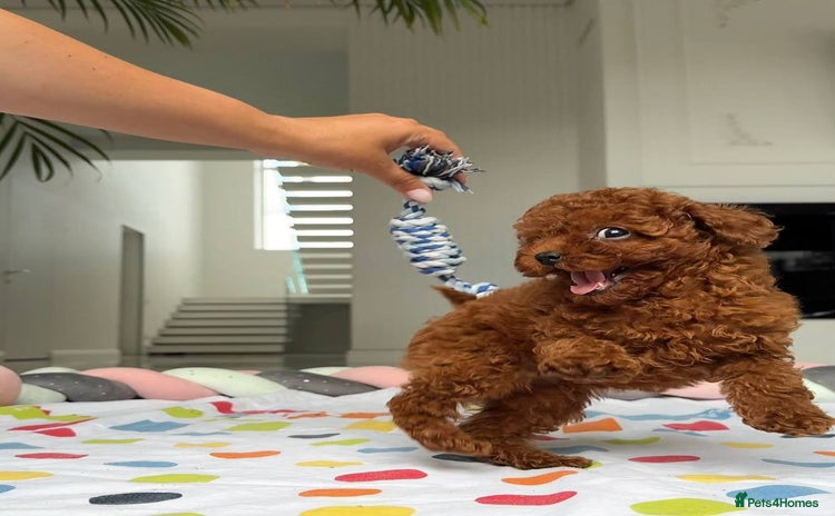 Toy Poodle dogs - Advert 1
