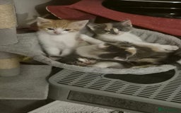 British Shorthair cats for sale: Beautiful loving kittens  - Image 1