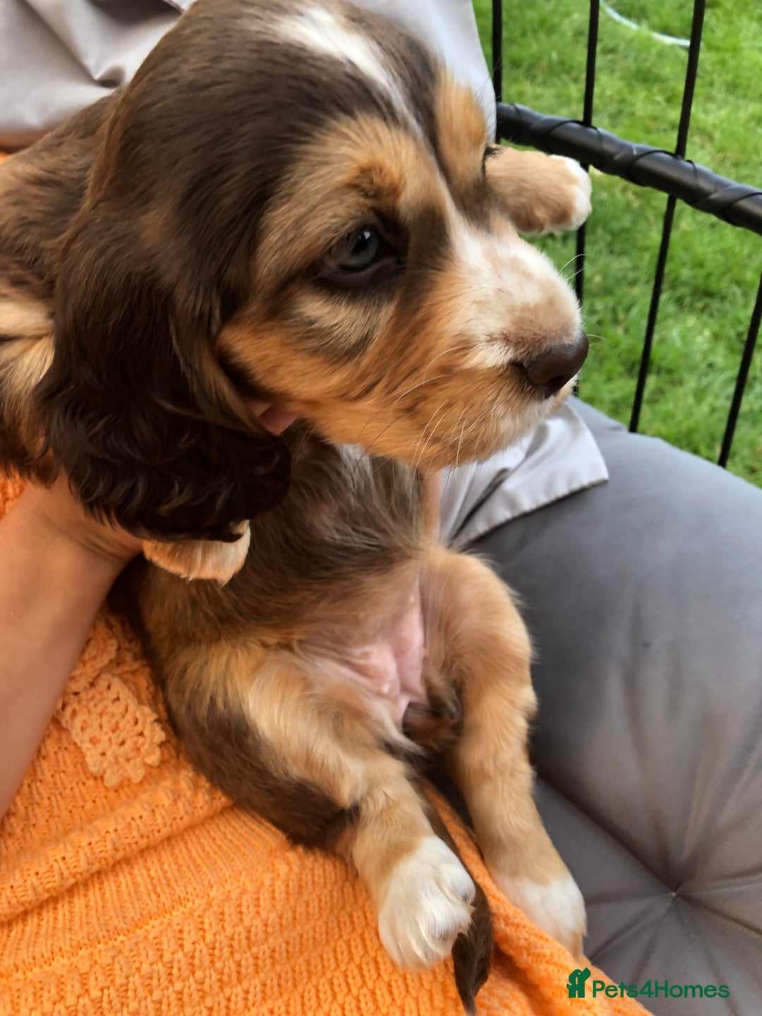 Cocker Spaniel dogs for sale: Cocker spaniel  - Image 4