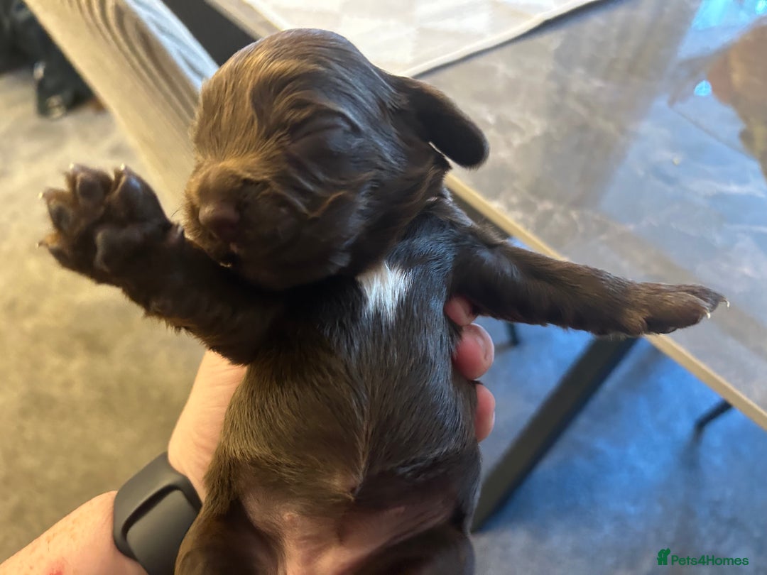 Cocker Spaniel dogs for sale: Final 2 pups in the Litter - Image 11