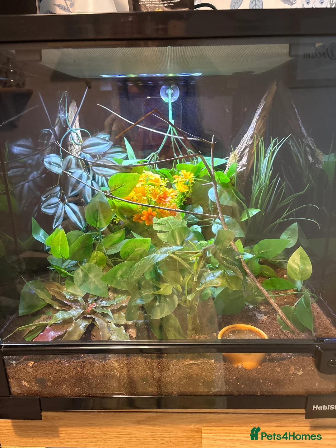 Gecko reptiles for sale: Male Gargoyle Gecko - Advert 1