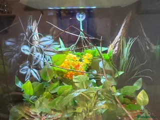 Gecko reptiles Male Gargoyle Gecko - Advert 1