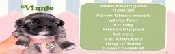 Pekingese dogs for sale: Fawn girl & boy kc reg licensed breeder - Advert 3