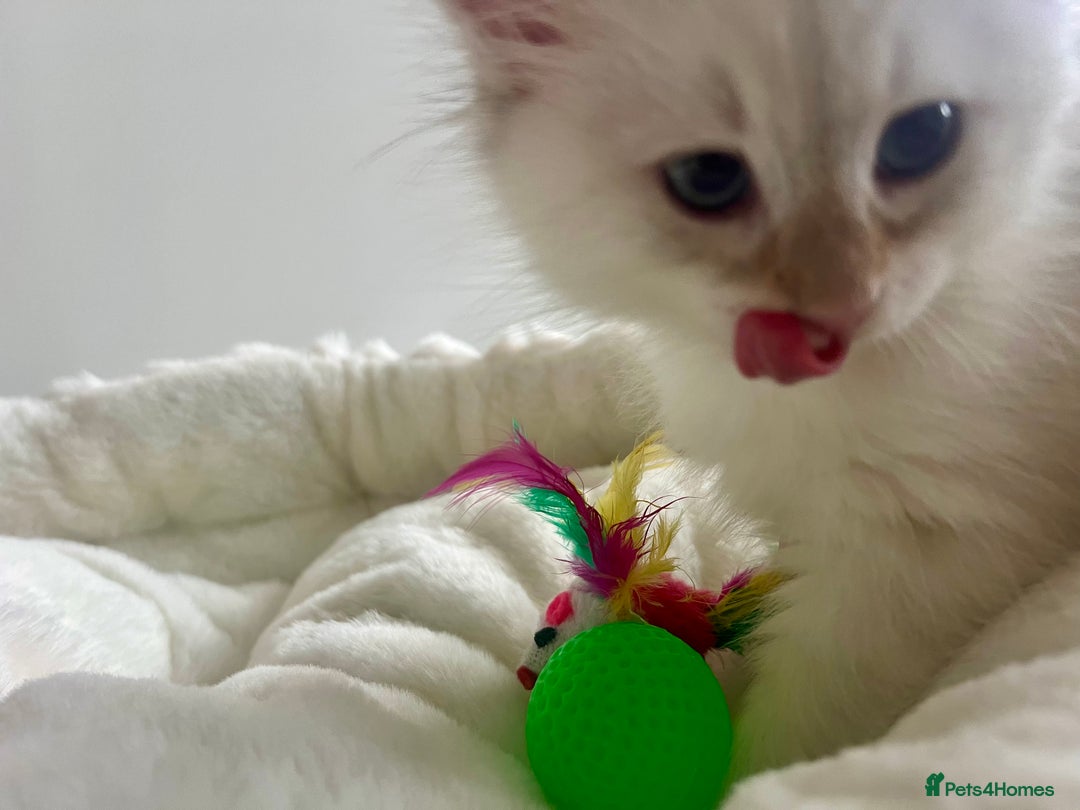 Siberian cats for sale: Hypoallergenic Female Siberian Blue eyes Neva - Advert 5