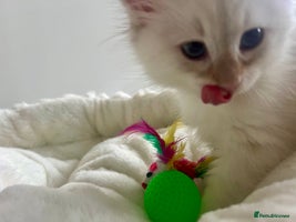 Siberian cats - Advert 3