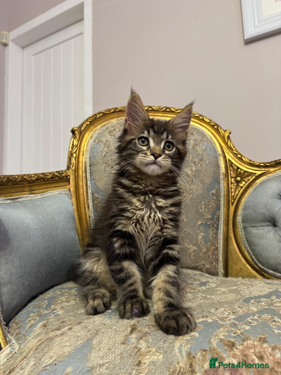 Maine Coon cats for sale: Maine Coon Kittens 🏆 20+ gen 🧬 pedigree 🎄🎄🎄 - Advert 17