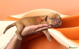 Dogue De Bordeaux dogs for sale: KC reg Dogue de Bordeaux puppies  - Image 18