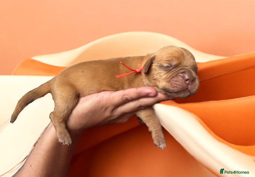 Dogue De Bordeaux dogs for sale: KC reg Dogue de Bordeaux puppies  - Image 18