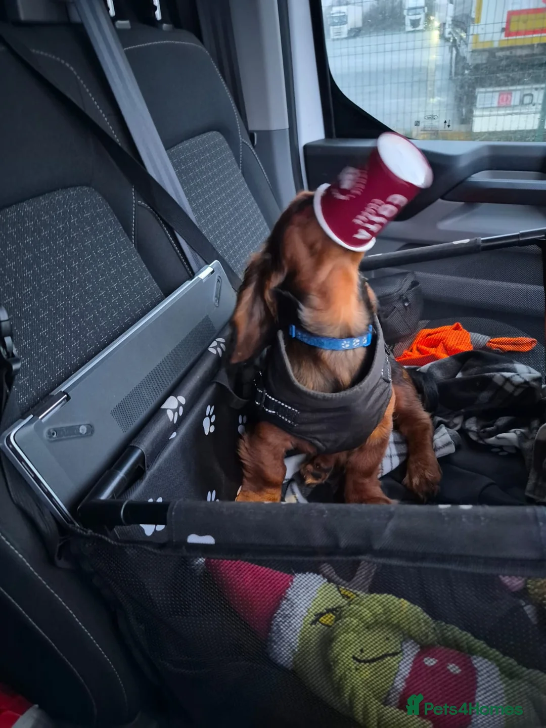 Miniature Dachshund dogs for sale: 6 month miniature long hair dachshund - Advert 9