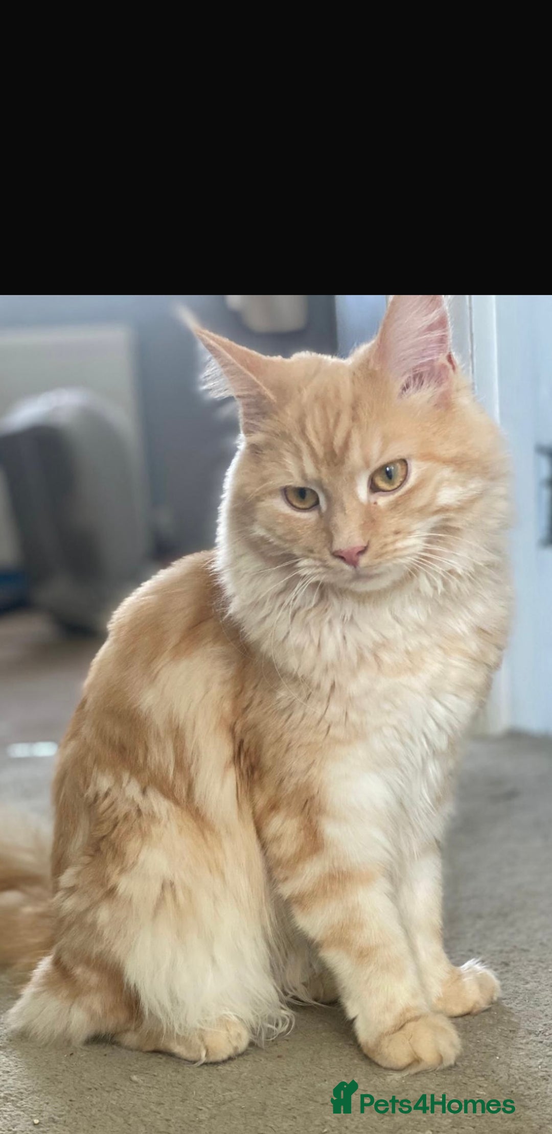 Maine Coon cats for sale: Maine coon kittens  - Advert 6