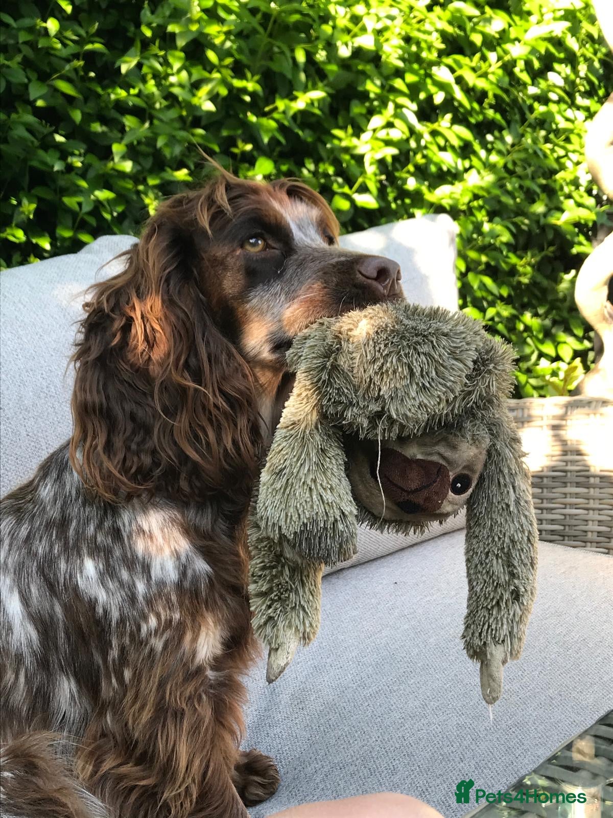 Cocker Spaniel dogs Beautiful Boy cocker spaniels for sale  - Advert 3