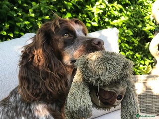 Cocker Spaniel dogs Beautiful Boy cocker spaniels for sale - Advert 3