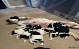 Cockalier dogs for sale: working cocker spaniel  - Image 5