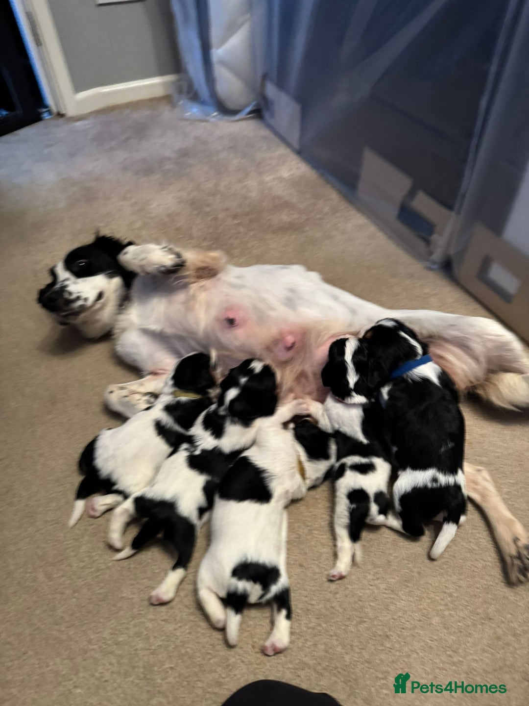 Cockalier dogs for sale: working cocker spaniel  - Image 5