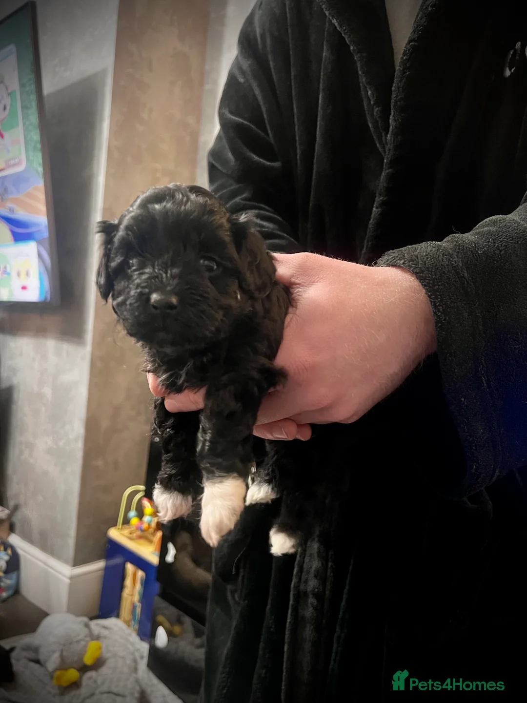 Maltipoo dogs for sale: STILL AVAILABLE!!! Stunning F1 Maltipoos  - Advert 13