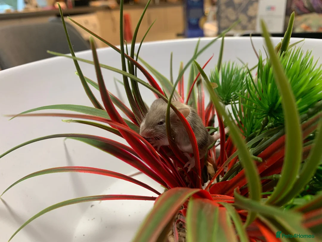 Mouse rodents for sale: Friendly fancy mice - Advert 22