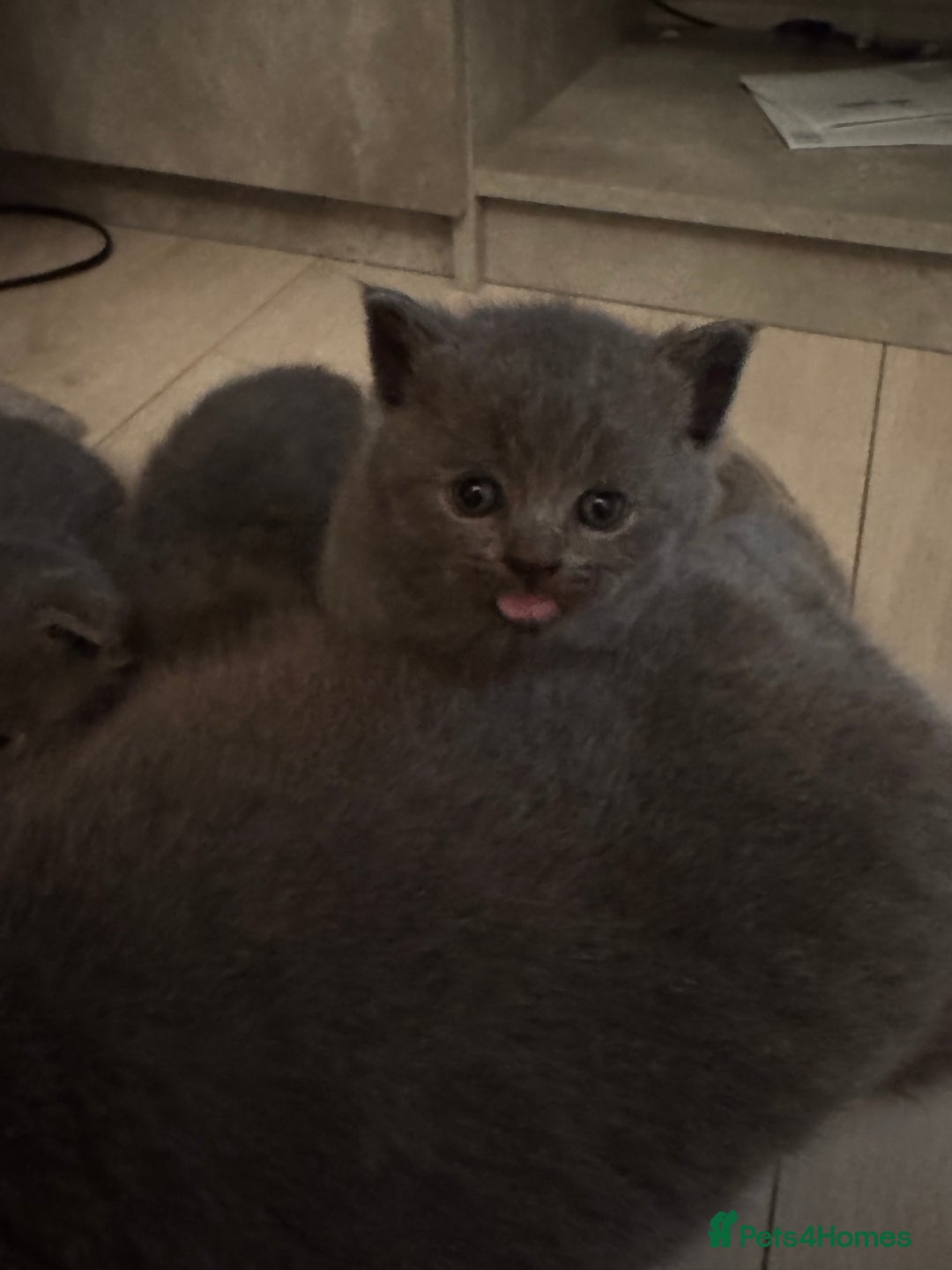 British Shorthair cats for sale: Kittens for sale - Image 2