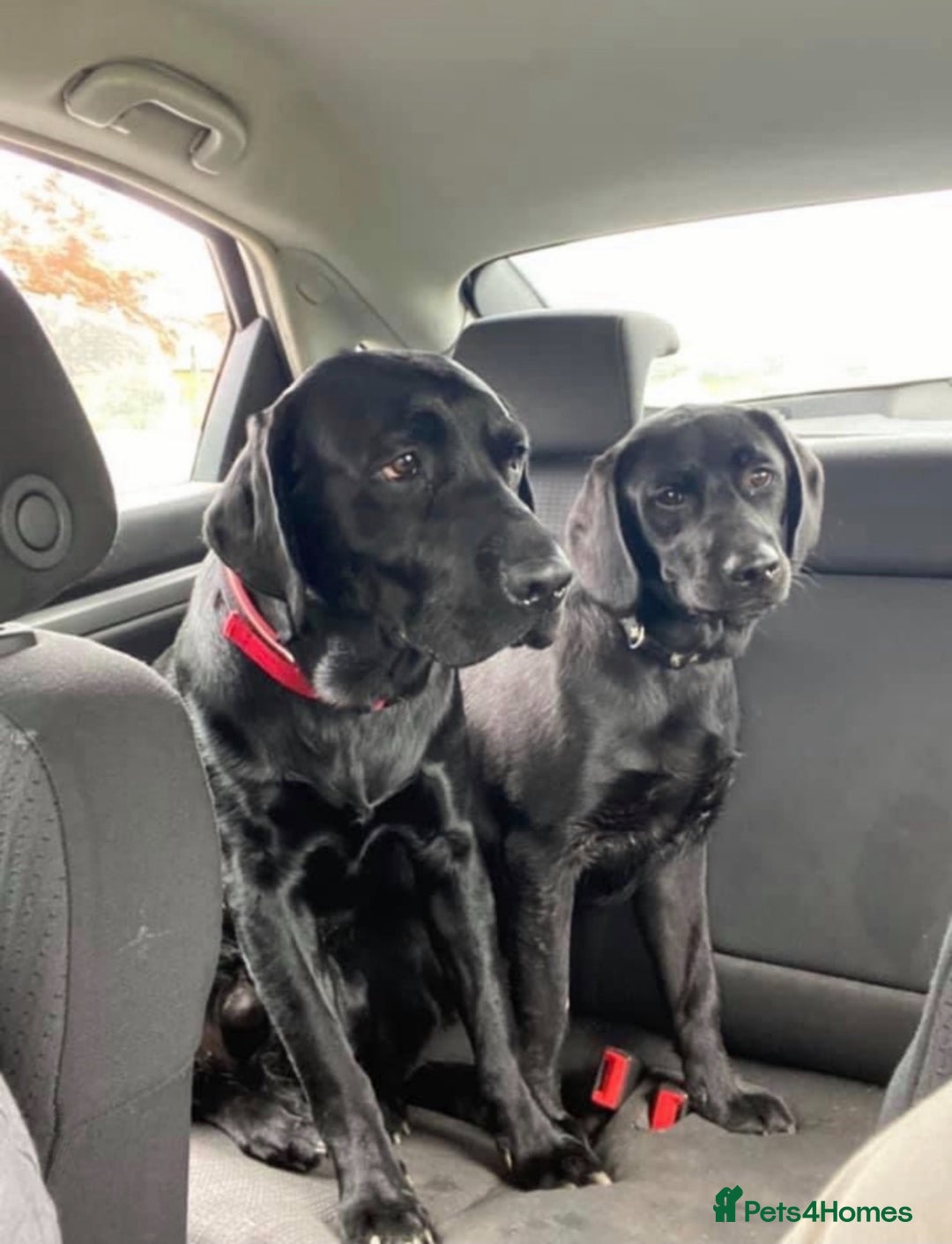 Labrador Retriever dogs for sale: 2 male Labrador’s age 4 and 6 - Advert 3