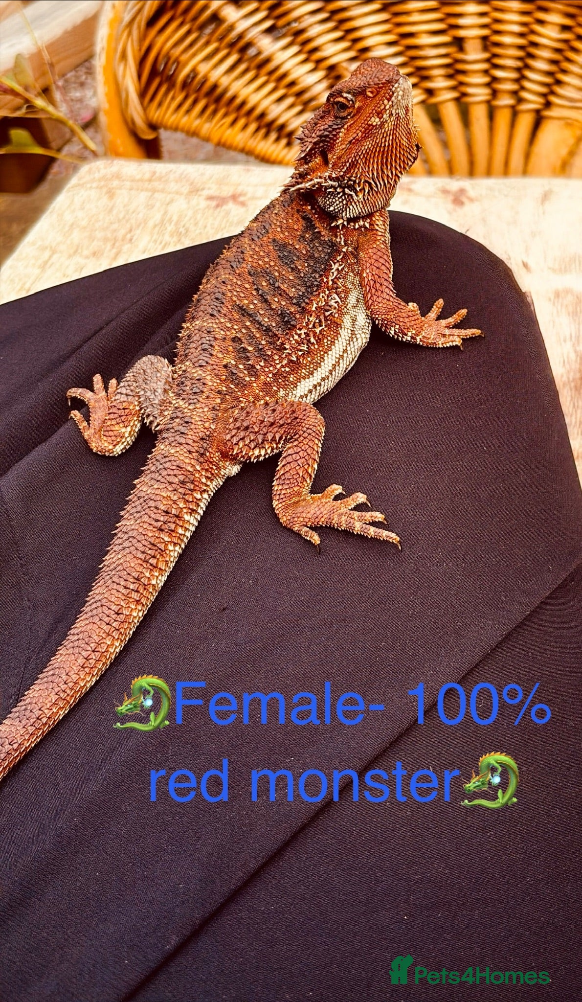 Bearded Dragon reptiles 100% red monster bearded dragon babies🐉 - Advert 2