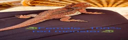 Bearded Dragon reptiles for sale: 100% red monster bearded dragon babies🐉 - Advert 33