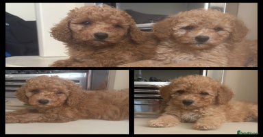 Maltipoo dogs - Advert 9