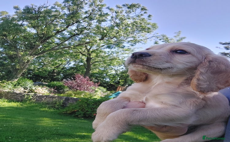 Cocker Spaniel dogs - Advert 3