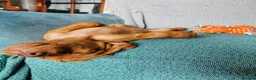 Hungarian Vizsla dogs for sale: Wirehaired Hungarian Vizsla Puppies in Larbert - Advert 9