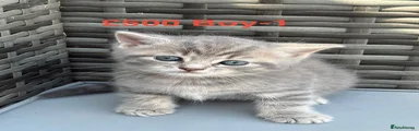 British Shorthair 1