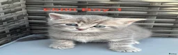 British Shorthair cats for sale:  Adorable Kittens in Bristol - Advert 4