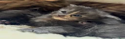Maine Coon cats for sale: Female Dilute Tortie Maine Coon Cross - Advert 12