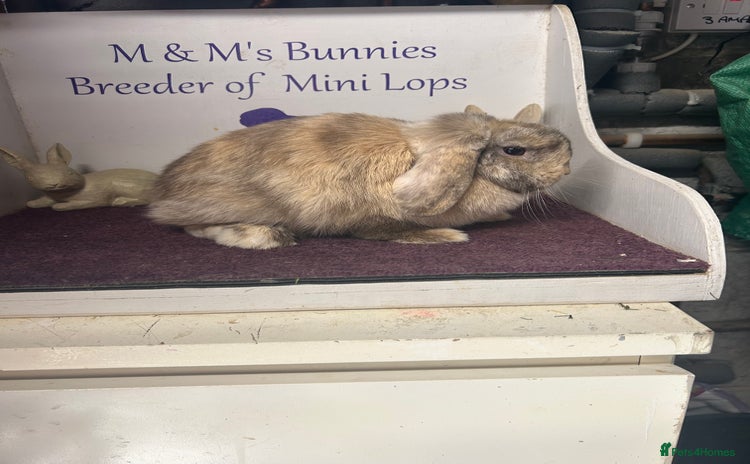 Mini Lop rabbits in Bristol - Advert 8