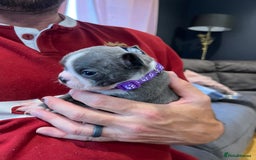 Boston Terrier dogs for sale: Boston terrier puppies - Image 34