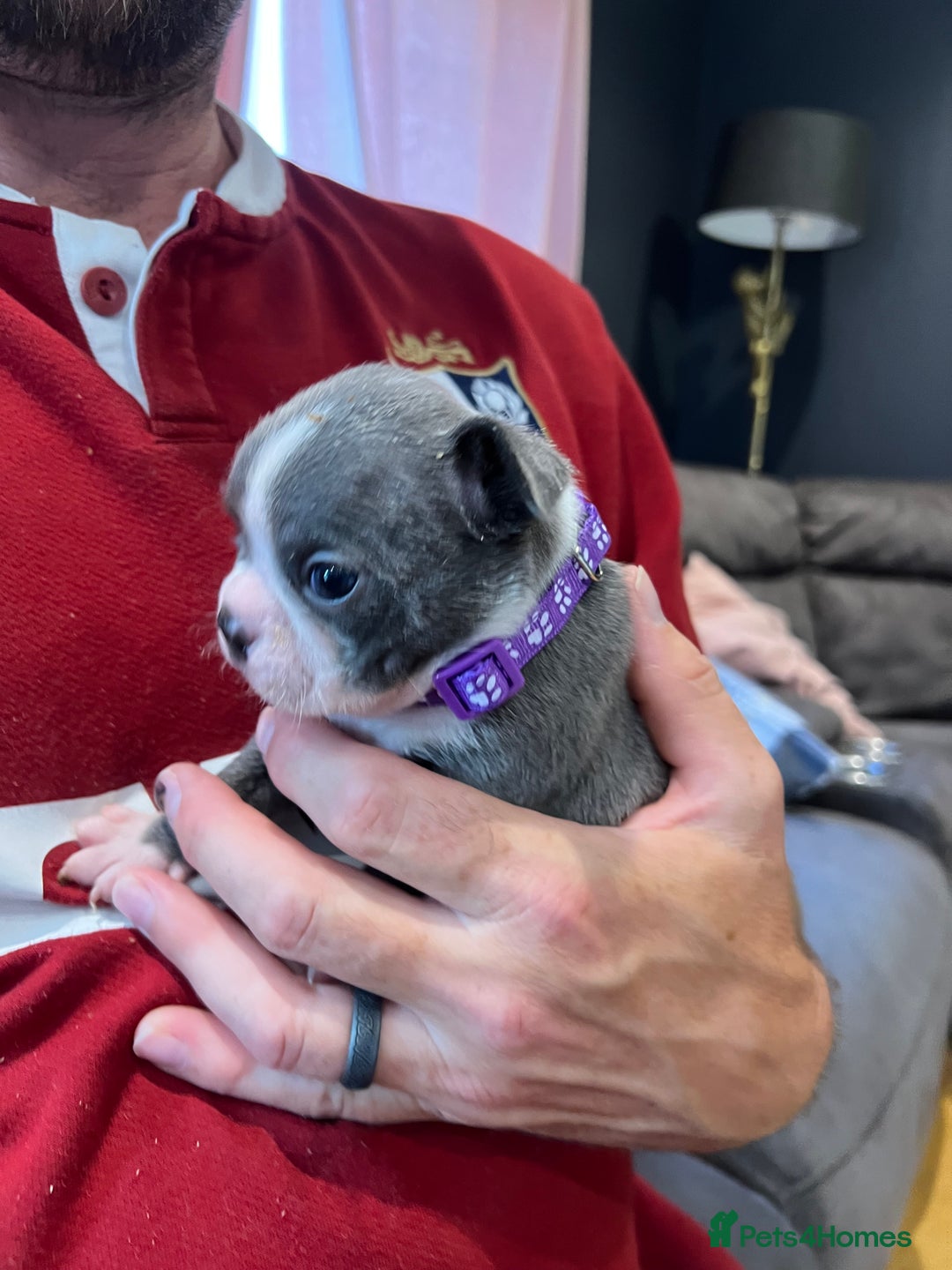 Boston Terrier dogs for sale: Boston terrier puppies - Image 34