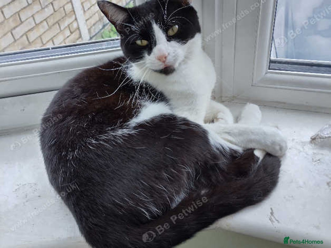 Mixed Breed cats for sale: Jackie 5 years female for sale in Hayes, Middesex - Image 2