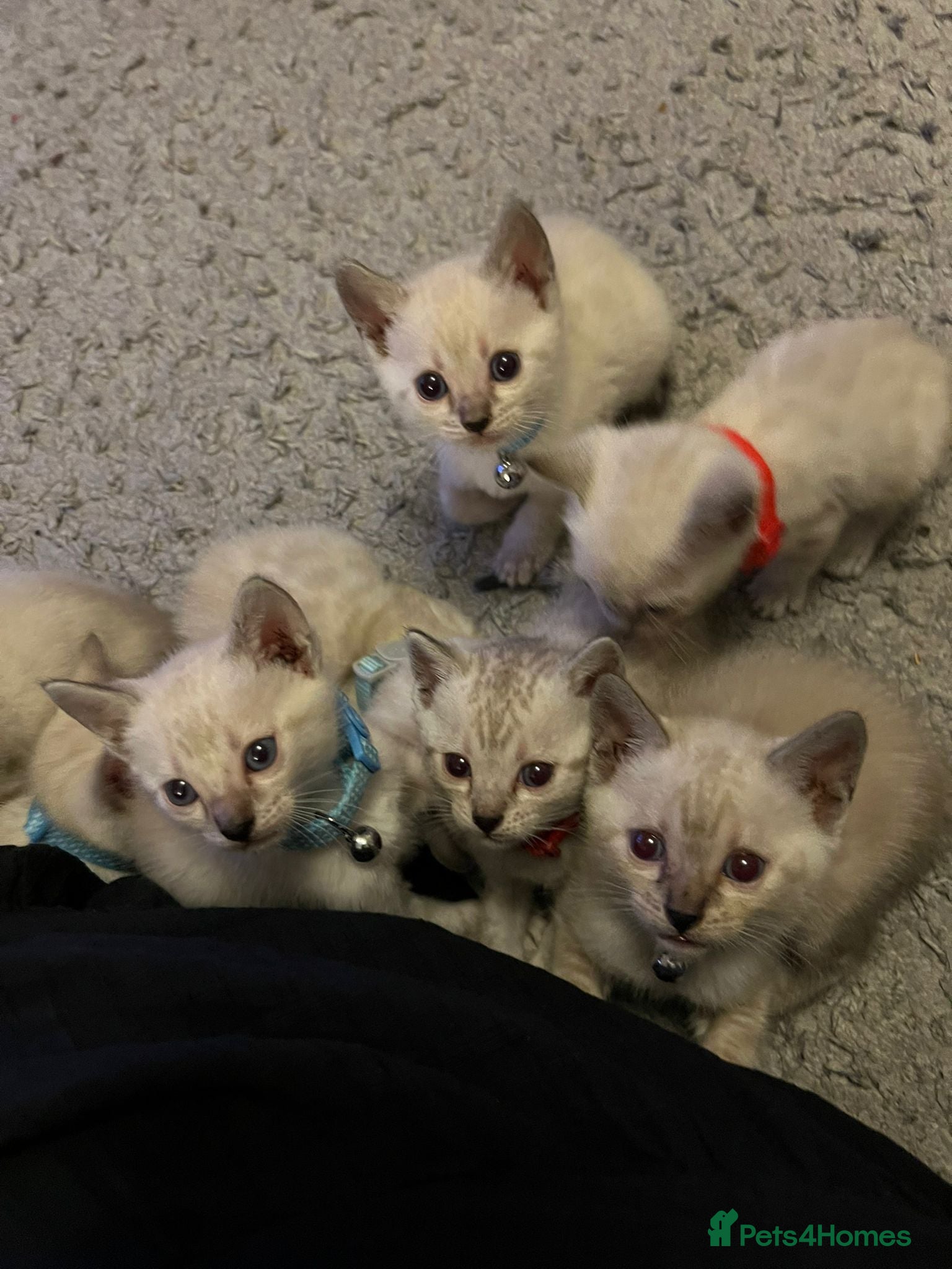 Mixed Breed cats Bengal Kittens  - Advert 2