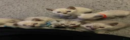 Mixed Breed cats for sale: Bengal Siamese mixed - Advert 24