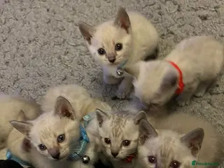 Mixed Breed cats Bengal Kittens - Advert 2