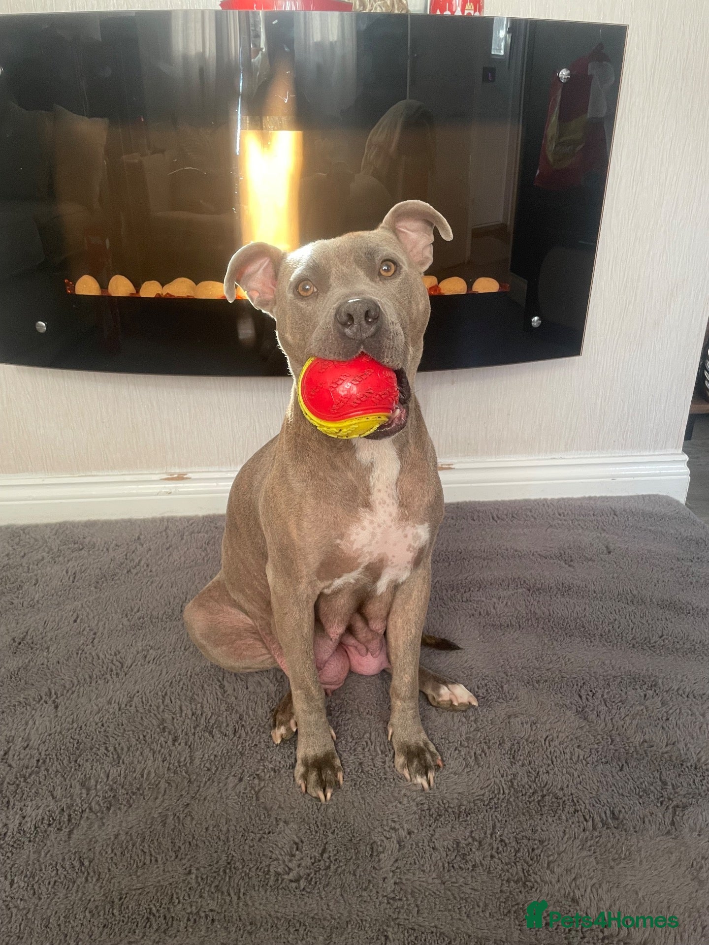 Mixed Breed dogs Beautiful Staffy x Border Collie pups for sale  - Advert 2