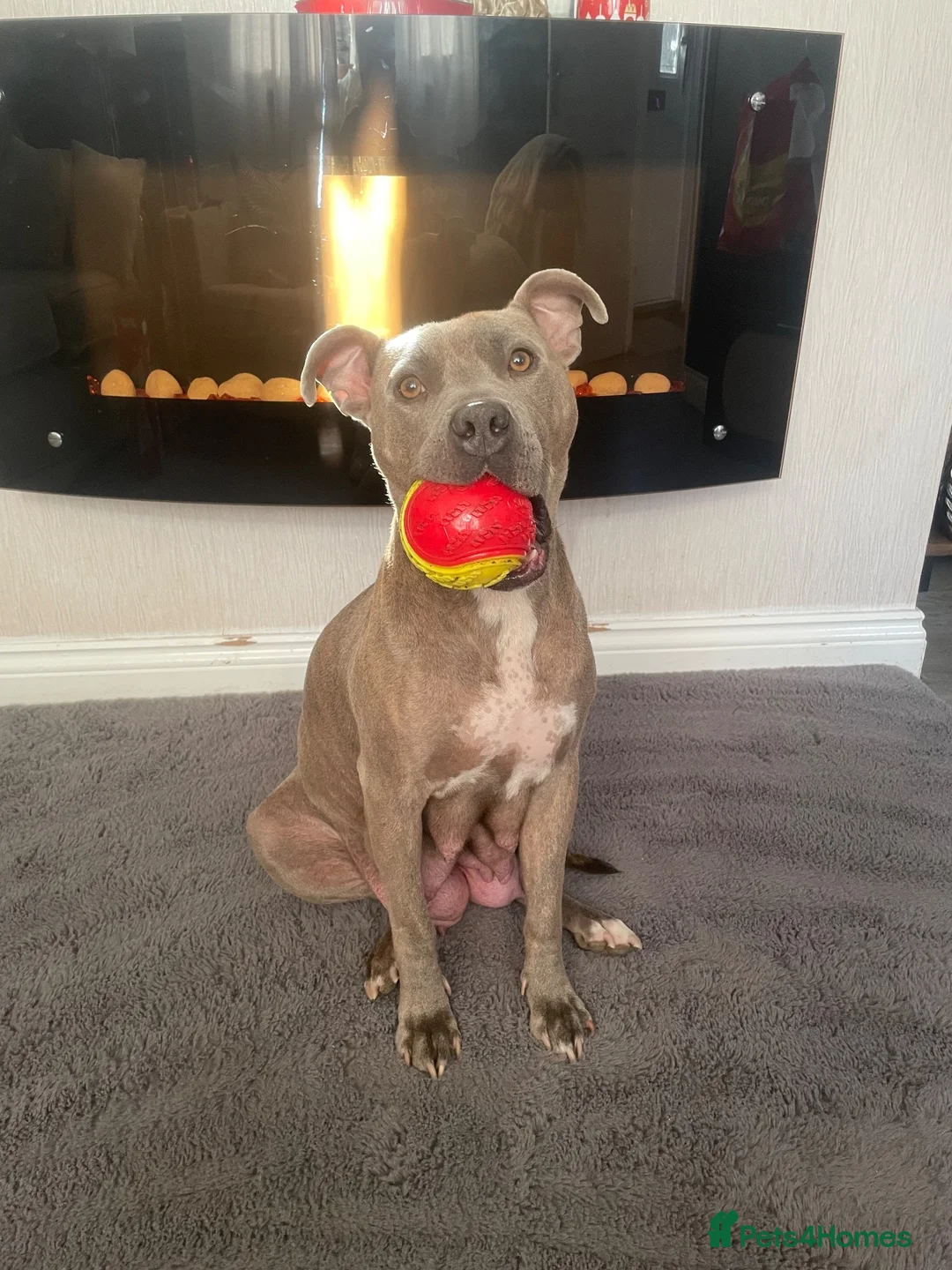 Mixed Breed dogs for sale: Beautiful Staffy x Border Collie pups for sale  - Advert 2