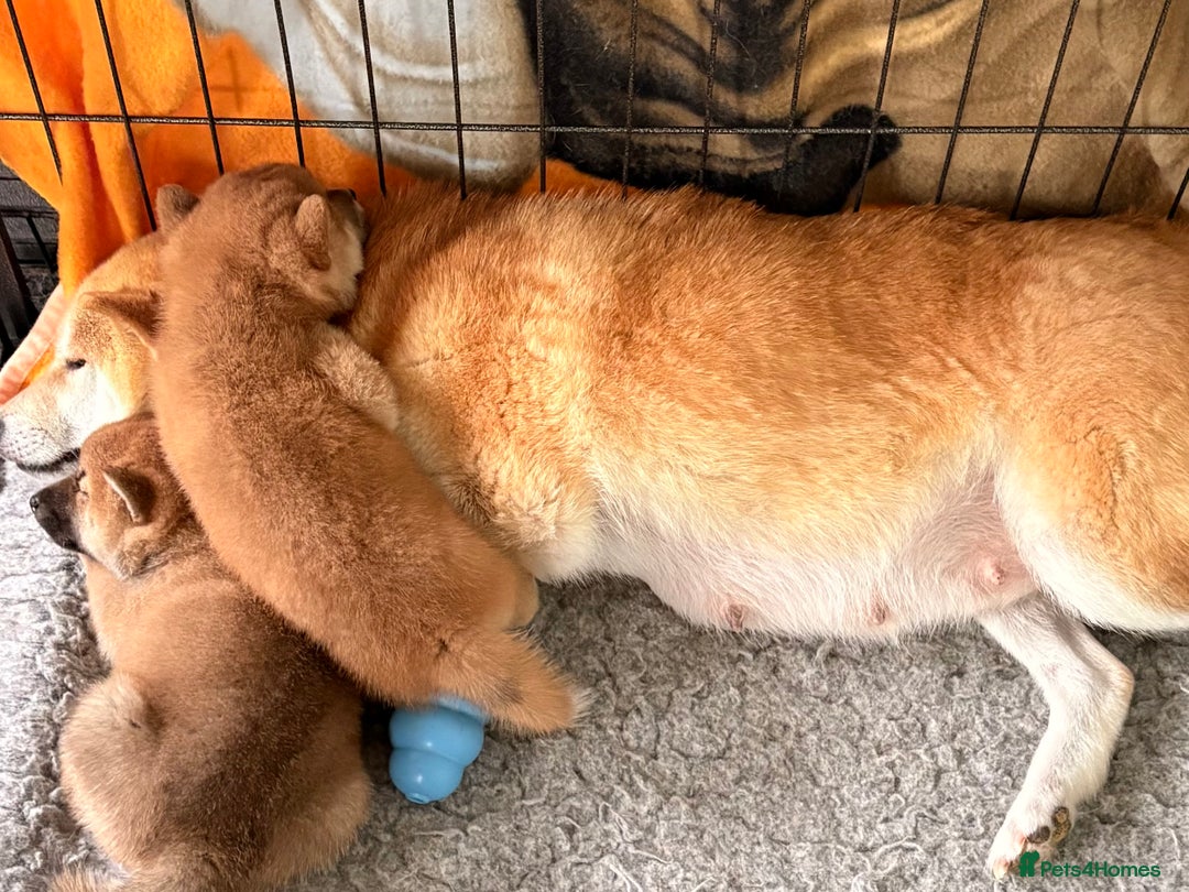 Japanese Shiba Inu dogs for sale: Health Tested Japanese Shiba Inu Puppies  - Image 17