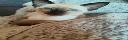 Siamese cats for sale: Gorgeous Siamese kittens!!! - Advert 10